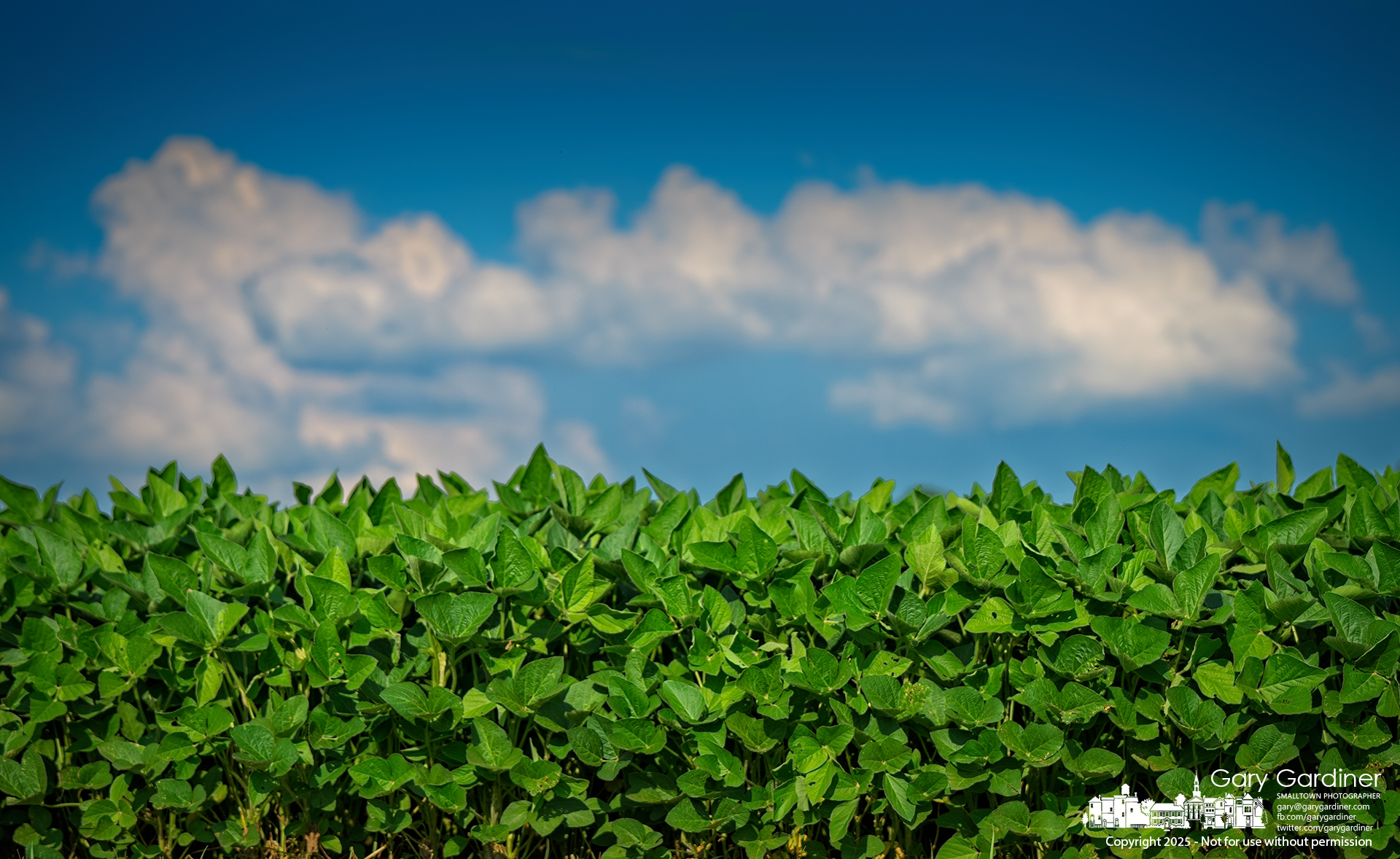 Rows of soybeans stretch toward bloom as summer clouds drift across the Yarnell Farm sky. My Final Photo for July 14, 2025.