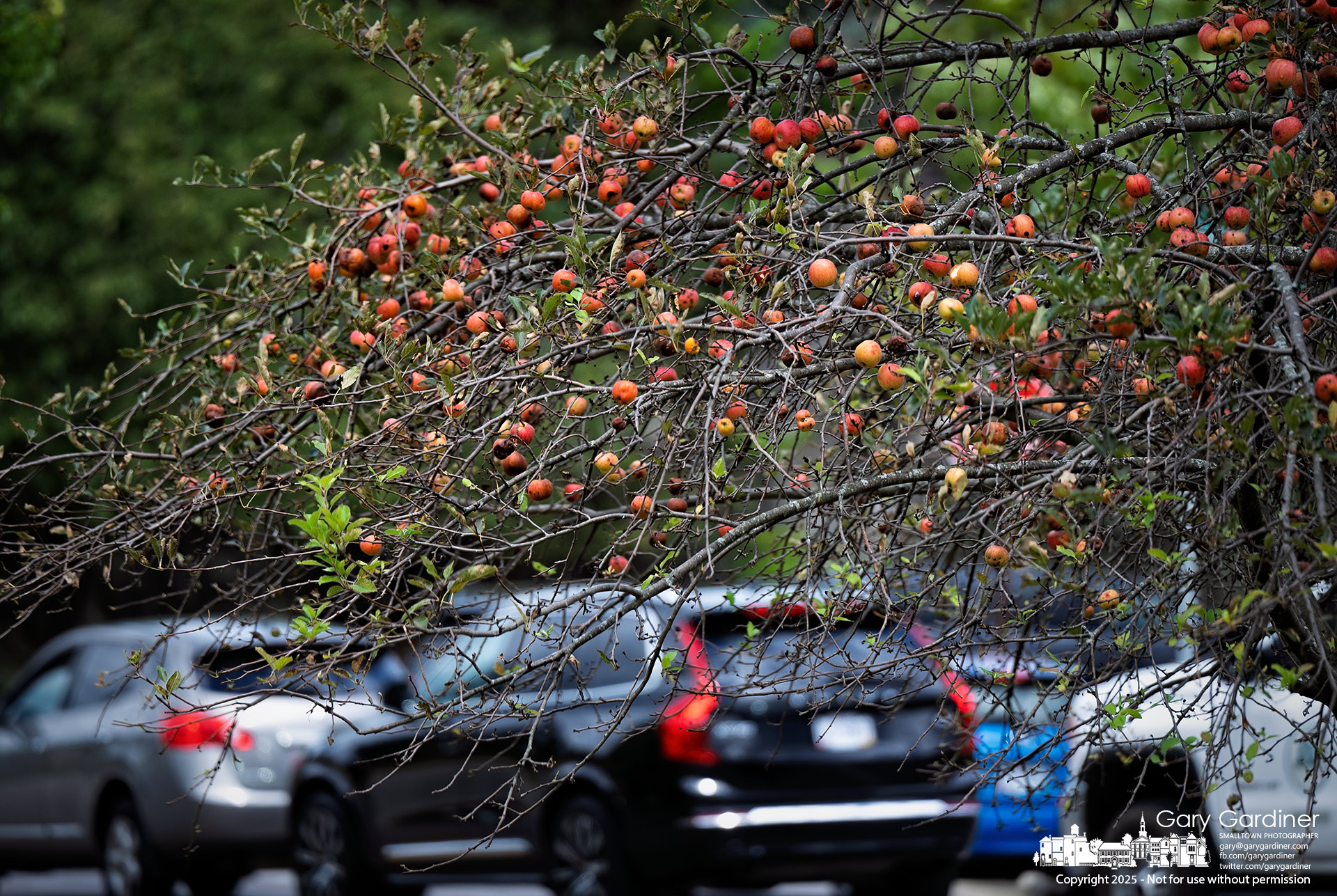 An abandoned apple tree in the yard of a vacant house bears rotting fruit just feet from a busy road. My Final Photo for August 25, 2025.