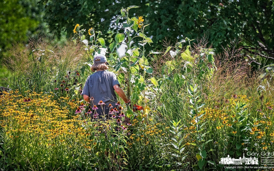 If You Plant Them …