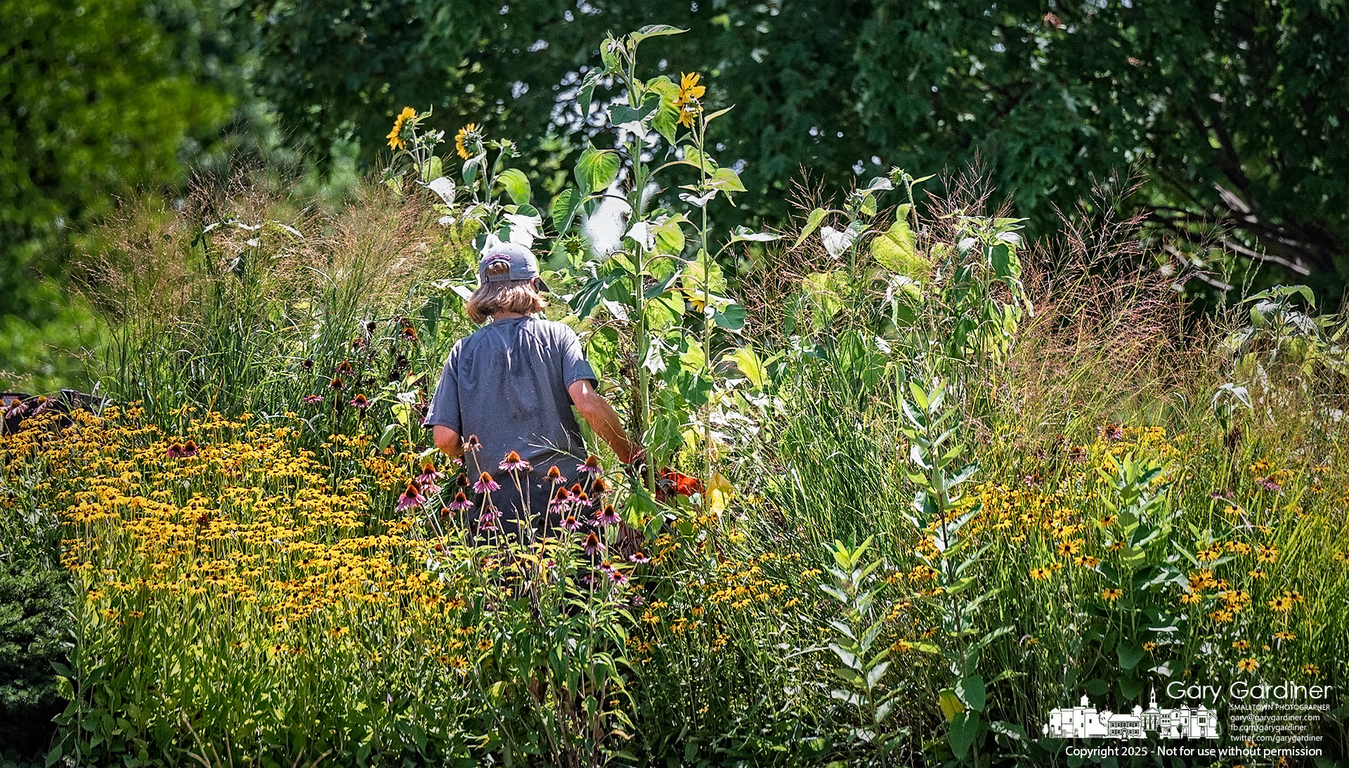 A Westerville Parks and Recreation gardener works through a dense flower bed at the entrance to the Cleveland Avenue sports fields, pulling weeds in the summer heat. My Final Photo for August 6, 2025.