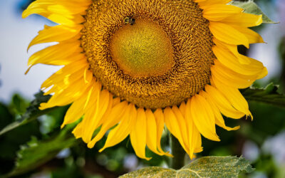 Sunflower Pollen Collection