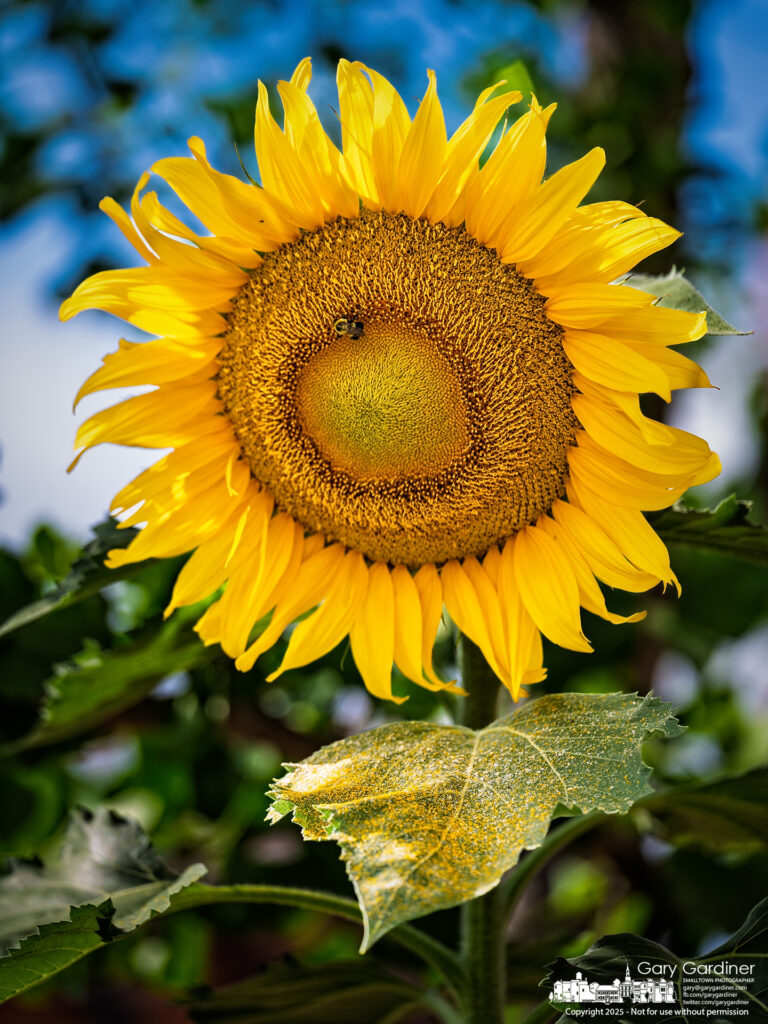 A bee gathers pollen, sprinkling leftover dust onto a sunflower leaf in a planter along State Street in Uptown Westerville. My Final Photo for August 21, 2025.
