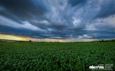 Soybean Srorm