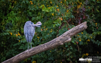 Heron’s Perch To Preen