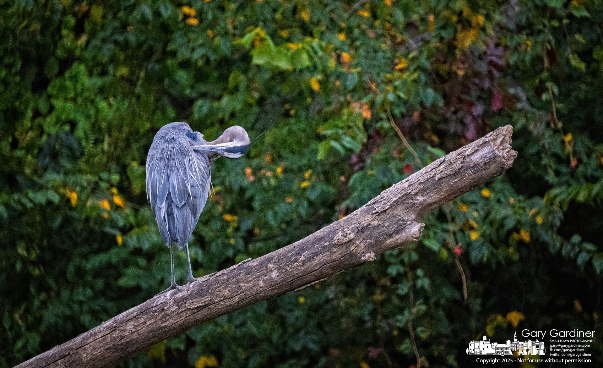 A Great Blue Heron perches on a bare tree trunk lodged against the Alum Creek dam, twisting its head upside down as it carefully preens its feathers. My Final Photo for September 13, 2025.