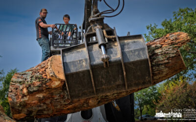 Timber Try-Out