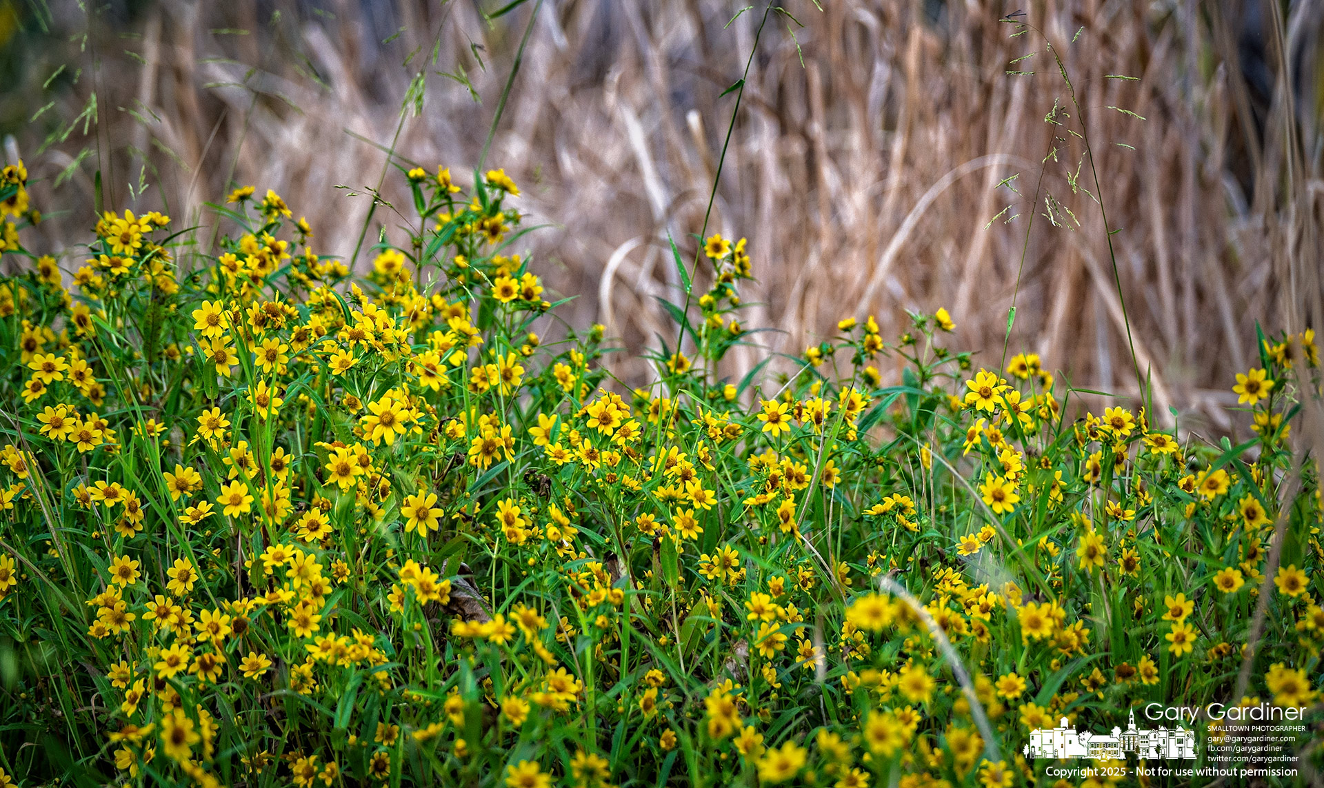 A stand of Bidens aristosa, also known as bearded beggarticks, grows along the marshy edges of Boyer Nature Preserve, where the bright yellow flowers are currently in full display. My Final Photo for September 15, 2025.