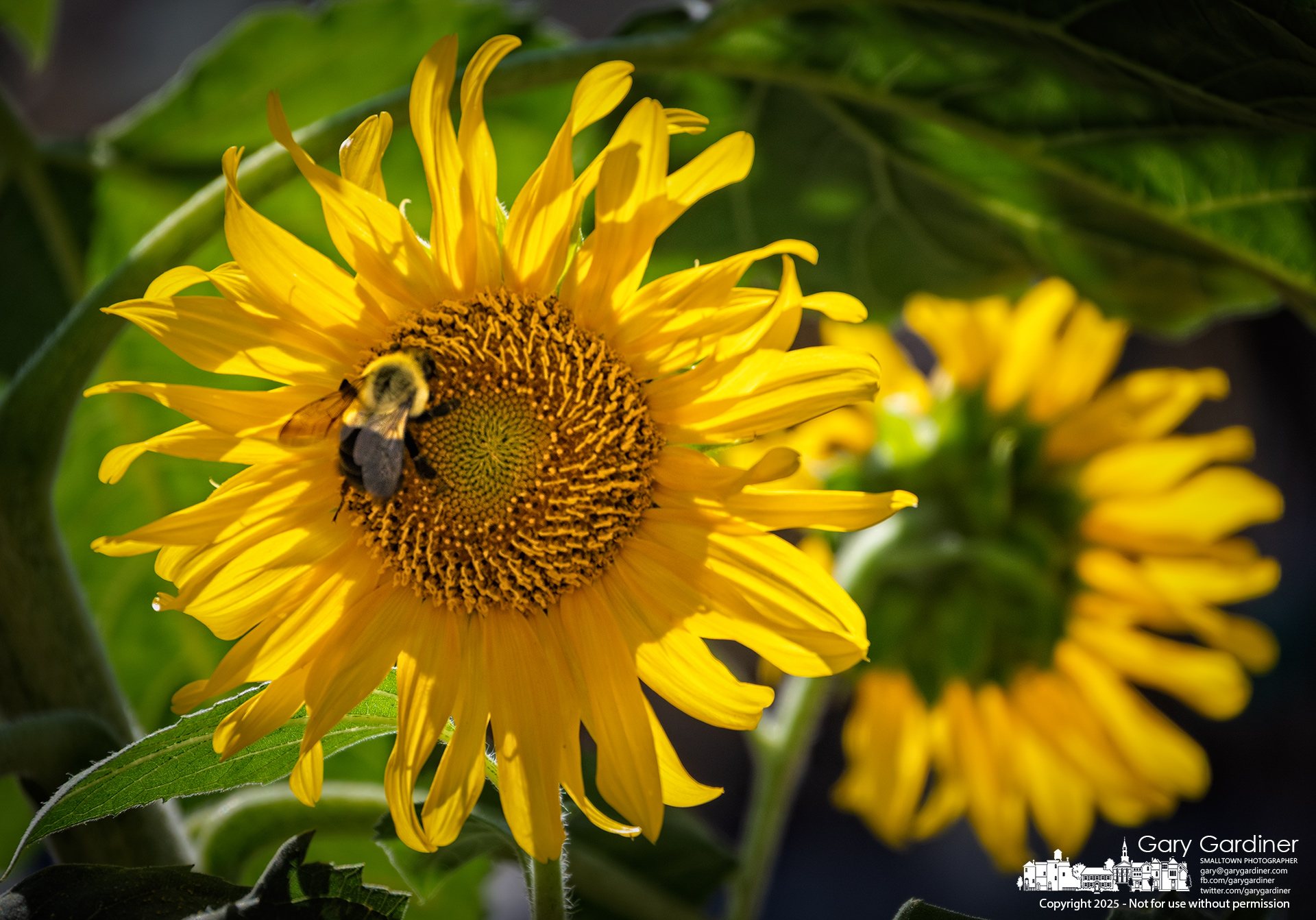 A bee gathers pollen from sunflowers blooming in a planter outside Asterisk in Uptown Westerville. My Final Photo for September 19, 2025.