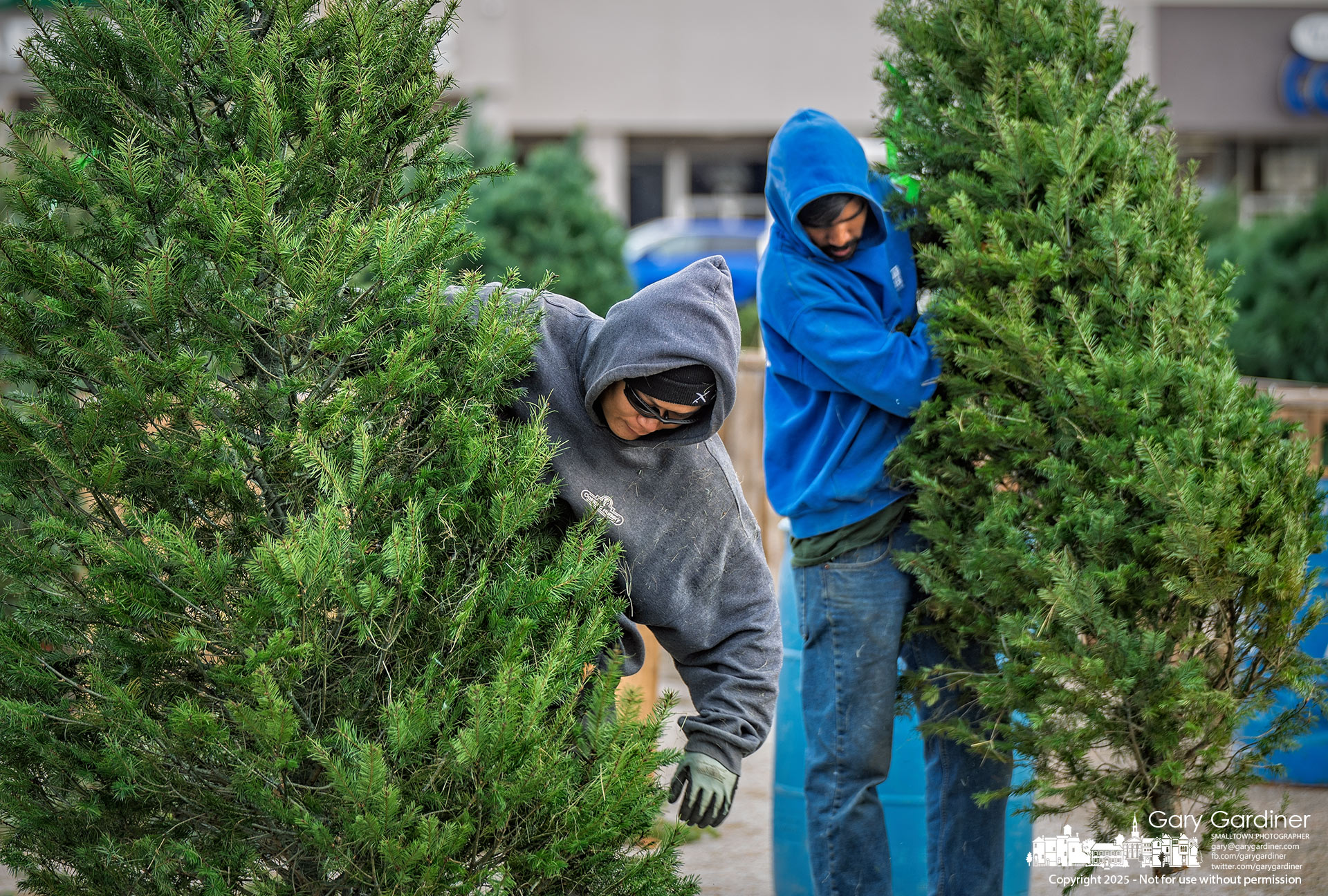 Workers unpack fir trees, preparing them for display at the Oakland Nursery sales lot at Glengary Center in Blendon Township. My Final Photo for November 24, 2025.