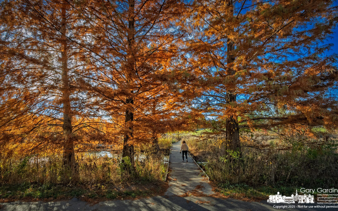 Golden Hour at Highlands Wetlands