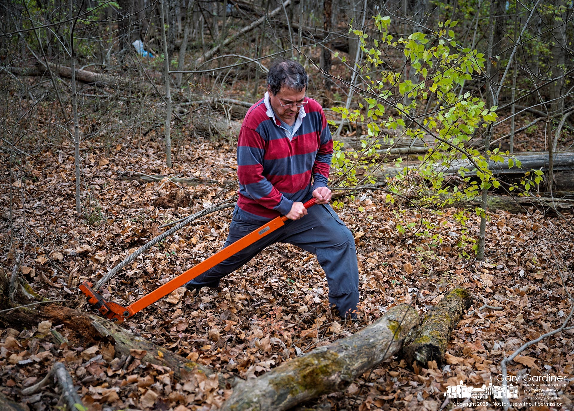 A volunteer leans into a root puller while clearing invasive honeysuckle along the path from Annehurst Elementary in Sharon Woods Metro Park. My Finkal Photo for November 15, 2025.