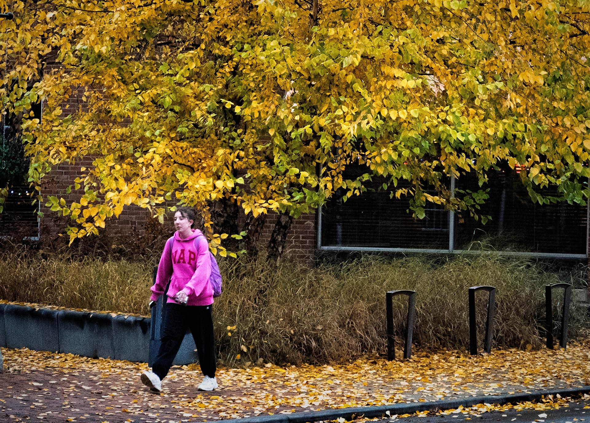 A student walks under a golden canopy of leaves in Uptown as autumn nears its end. The sidewalk is thick with fallen foliage, but colder weather is setting in. With snow in the forecast, the season’s last burst of color won’t last much longer. My Final Photo for November 9, 2025.