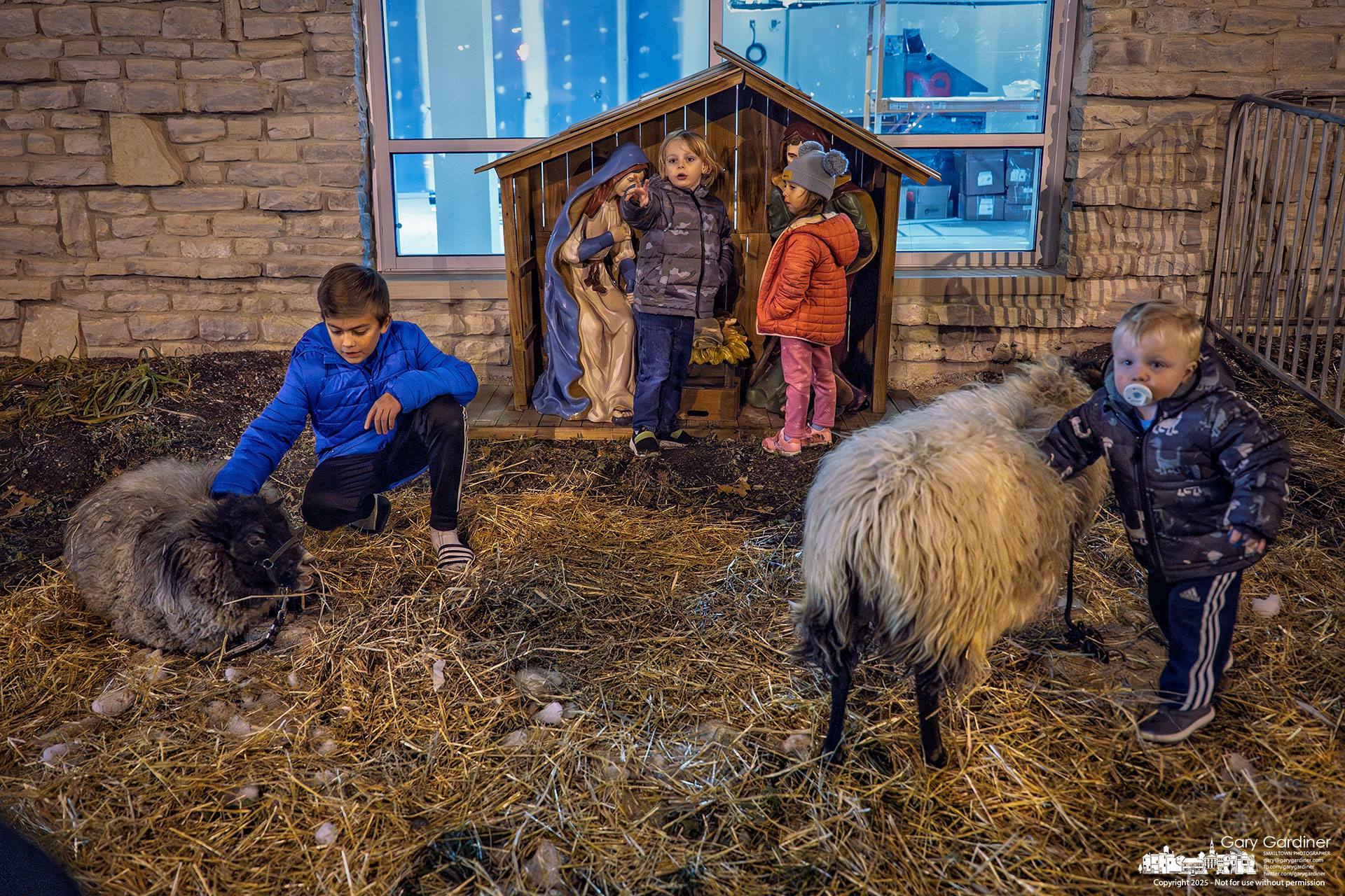 Children gather around the sheep and manger at the Church of the Messiah’s living nativity outside the church. My Final Photo for December 12, 2025.