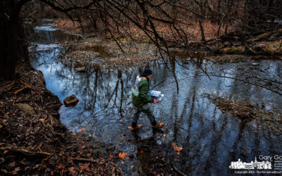 Into The Creek Shallows