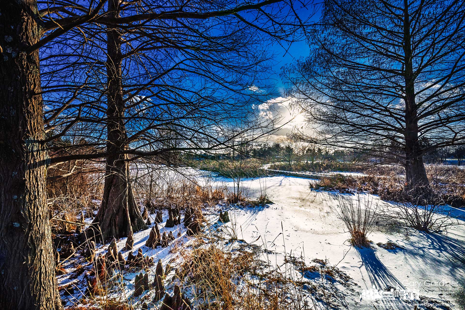 The late afternoon sun casts shadows across the frozen waters of the wetlands at Highlands Park. My Final Photo for January 19, 2026.