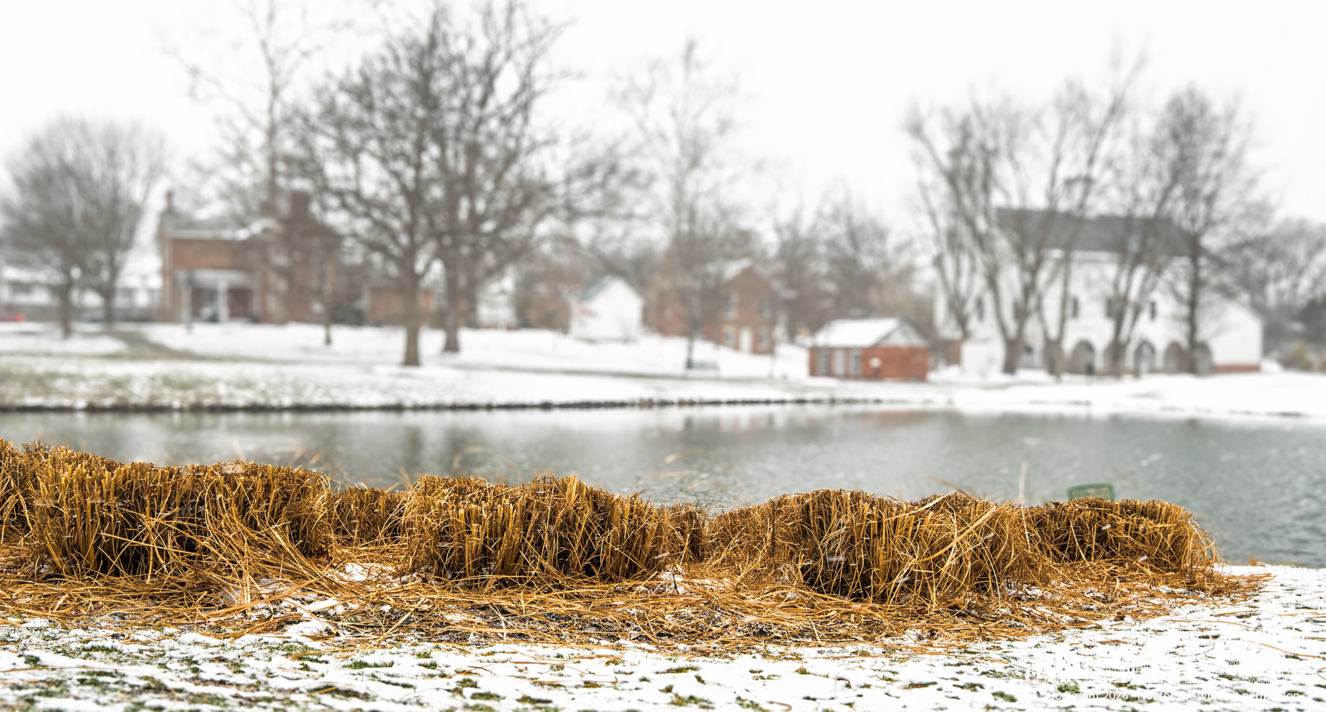 Cut grasses sit along the edge of the pond at Heritage Park after being trimmed by the parks department, as snow covers the ground and trees in the background. (My Final Photo for February 23, 2026)