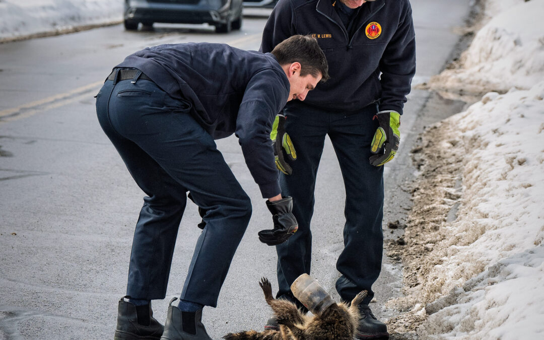 Raccoon Rescue