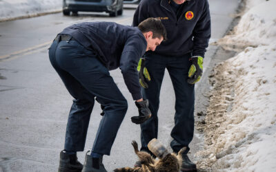 Raccoon Rescue