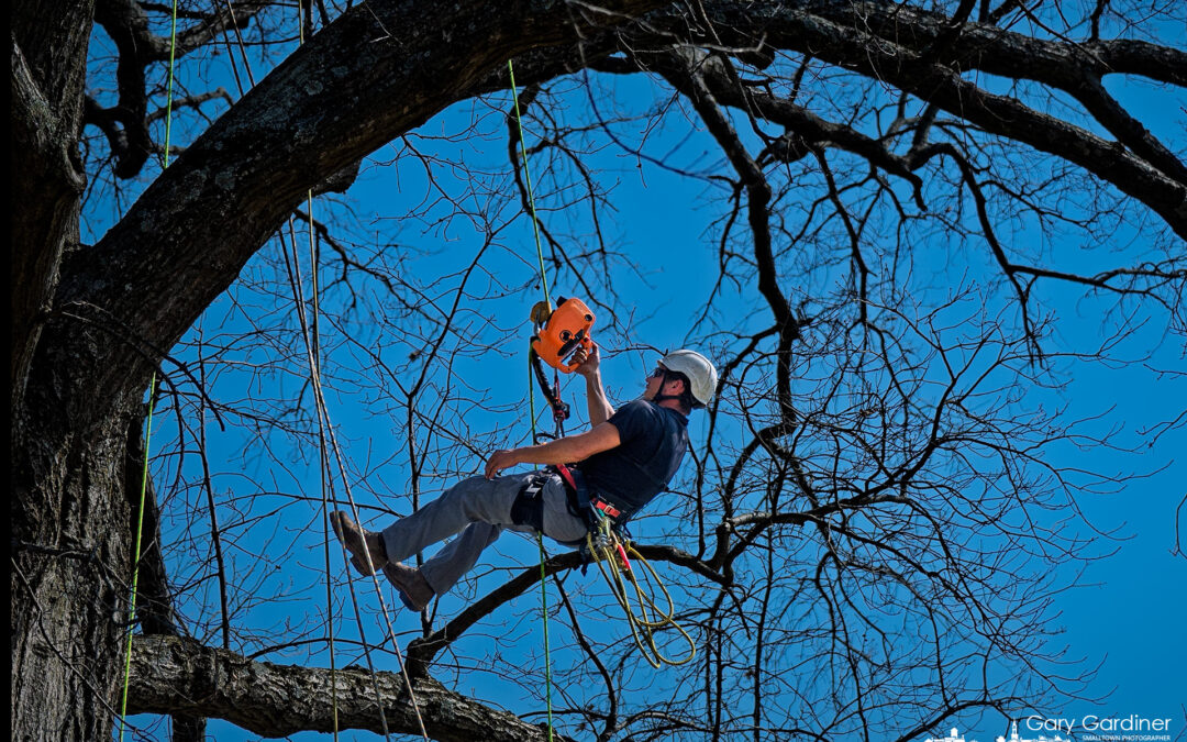 Effortless Tree Climbing
