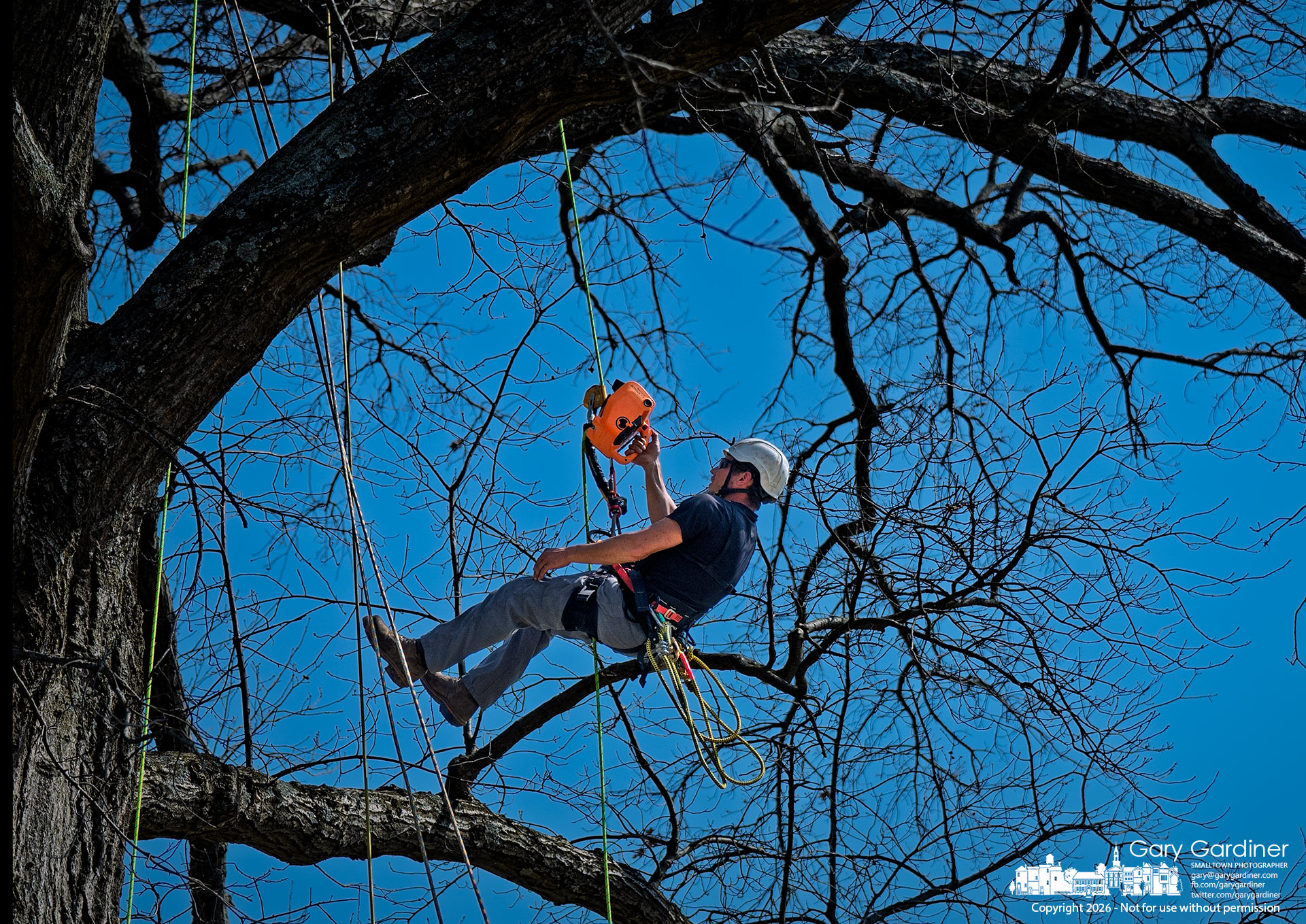 An arborist uses a battery-powered rope lift to pull himself to the top of a large oak in Alum Creek Park North during a rescue training session with Westerville Electric and Wright's Tree Service. (My Final Photo for March 26, 2026)