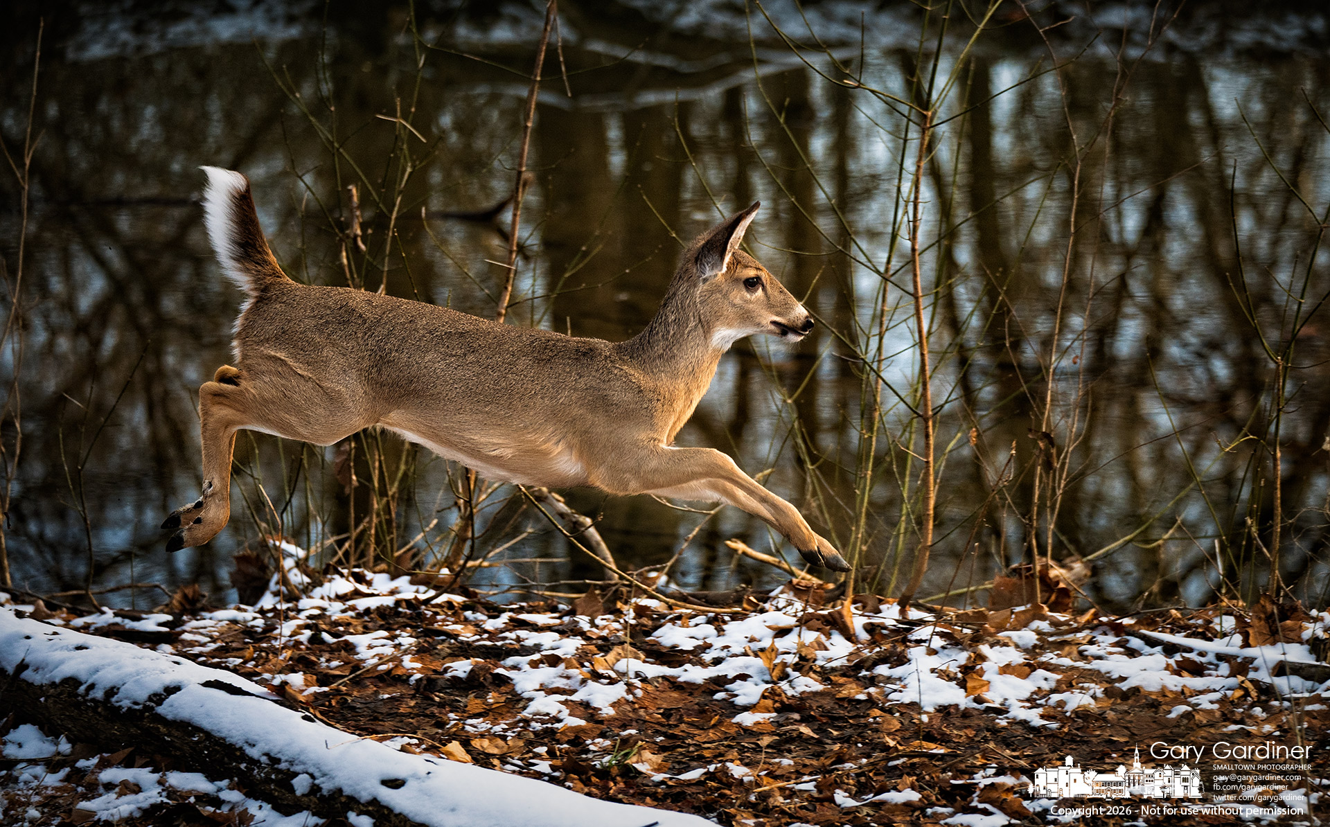 A deer bounds along the shoreline of Alum Creek, headed towards a shallow section of the creek to join the small herd that had earlier crossed. (My Final Photo for March 2, 2026)