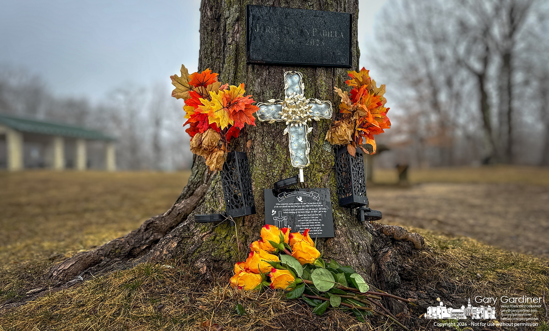 Fresh roses sit beneath a 2023 memorial for Jorge Padilla, erected at the base of a maple tree at Red Bank Park on Hoover Reservoir. (My Final Photo for March 3, 2026)