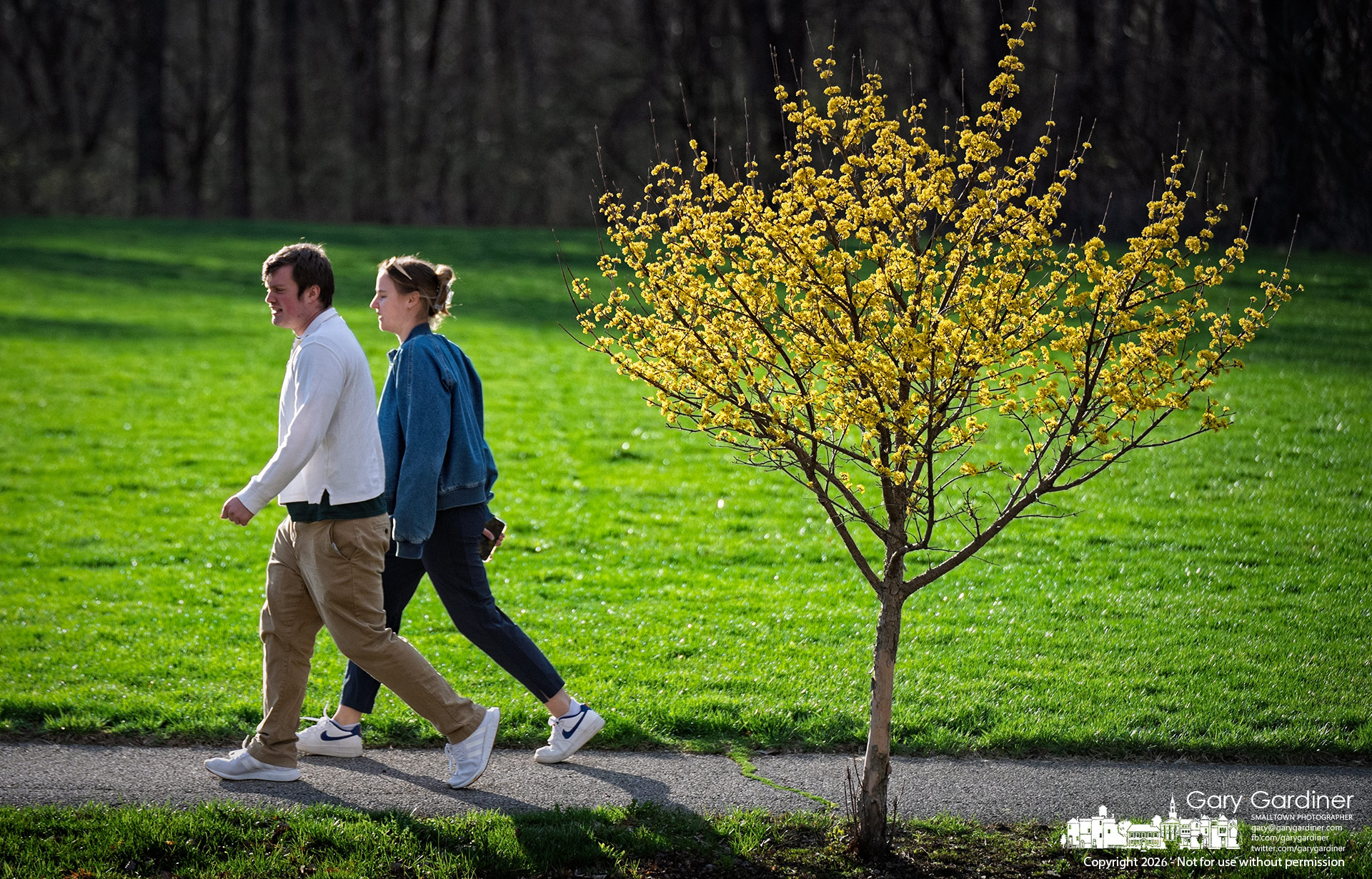 A couple walks past a flowering Cornelia cherry dogwood showing early spring colors on North West Street. (My Final Photo for March 12, 2026)