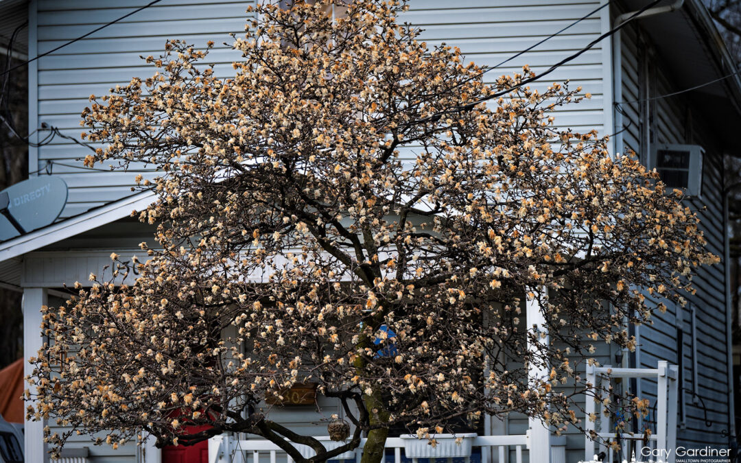 Late Winter Freeze Damage
