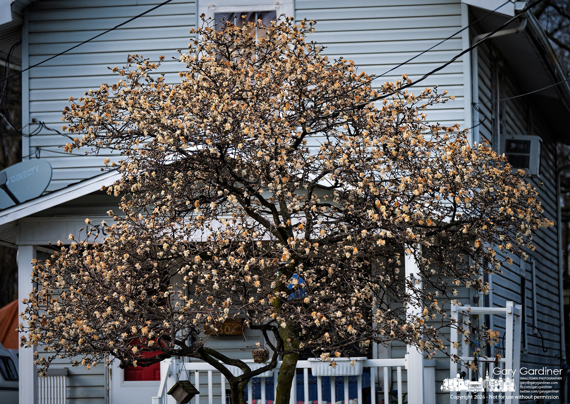 A star magnolia shows damage from an overnight freeze after beginning to bloom during the warm days of late winter. (My Final Photo for March 17, 2026)