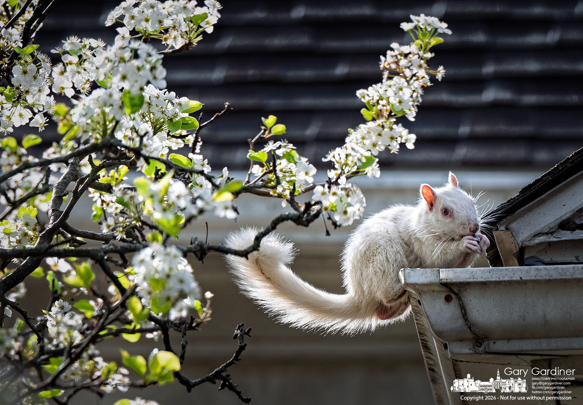 A white squirrel eats from the gutter at the US Bank in Uptown Westerville after dining on nuts stored in the bank's mulched garden and the blossoms on the Bradford pears. (My Final Photo for April 2, 2026)