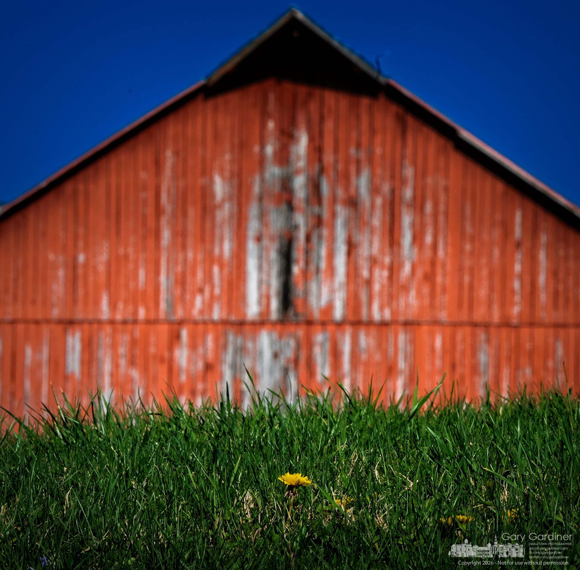 A dandelion flowers over a hay field behind the Yarnell Farm barn on a crisp spring evening. (My Final Photo for April 7, 2026)