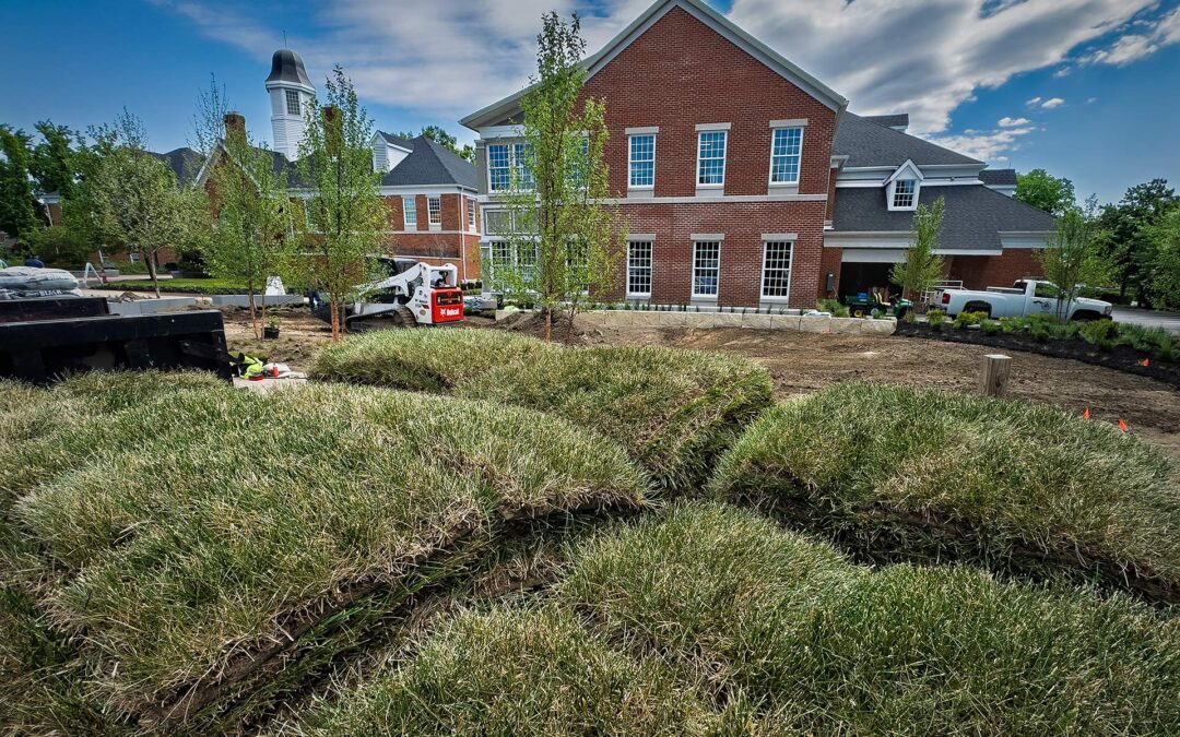 City Hall Sod