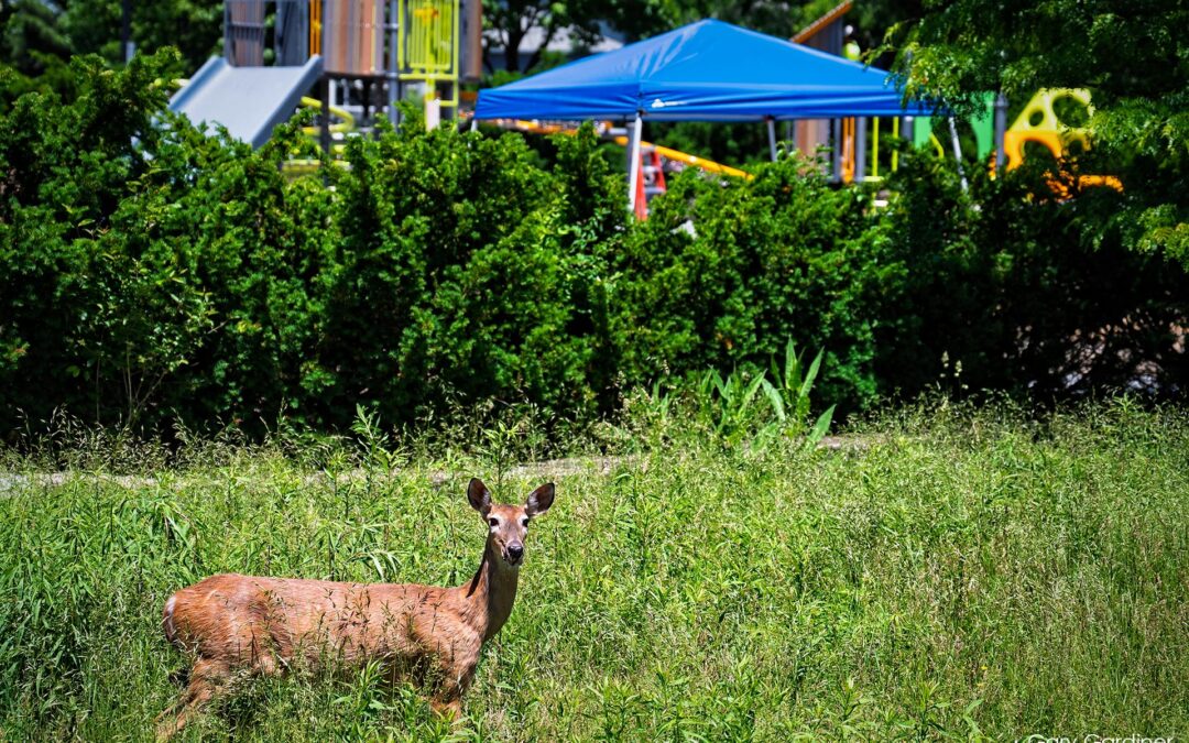 The Deer’s Playground