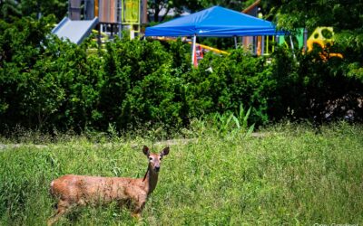 The Deer’s Playground
