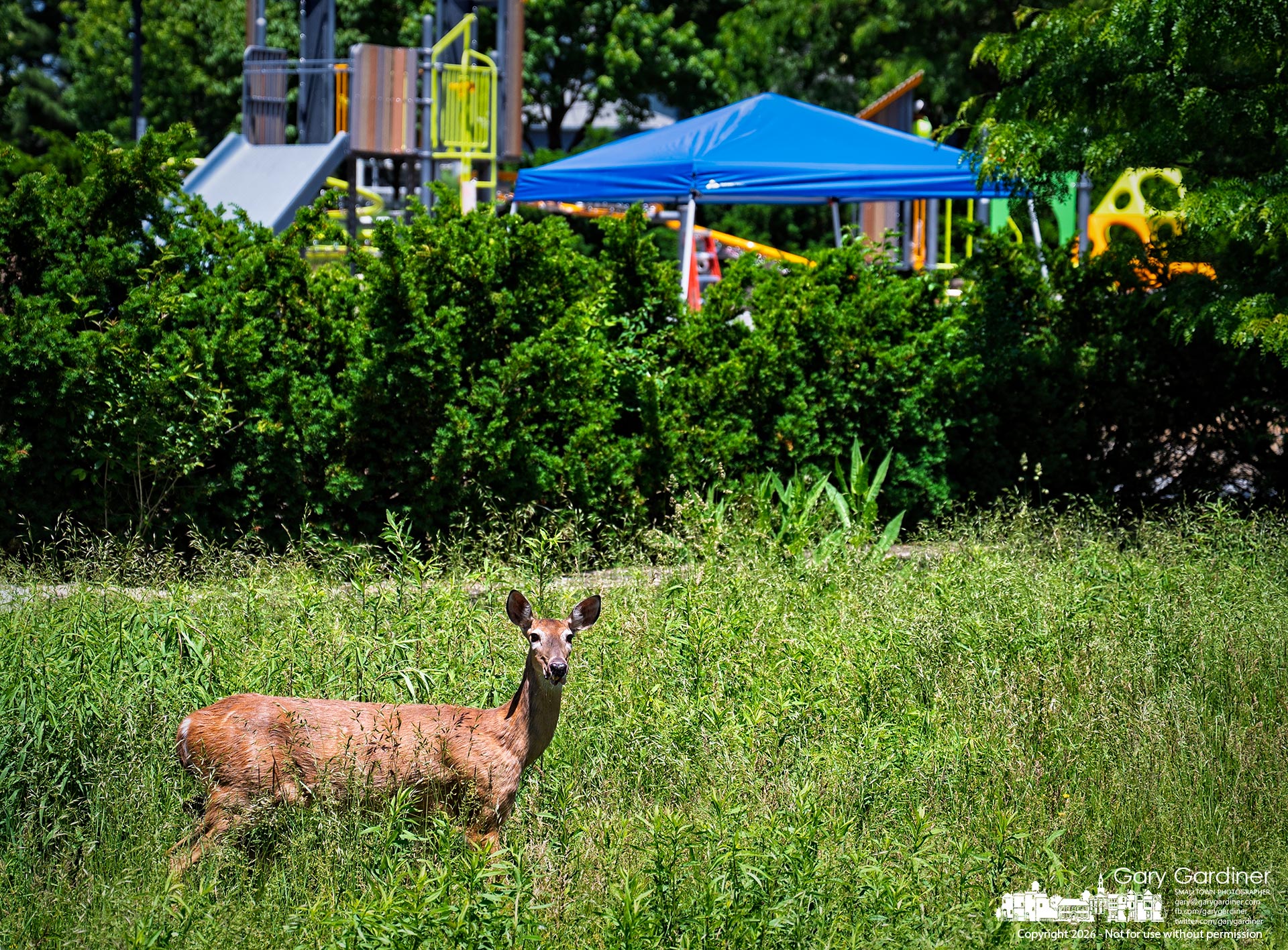 A deer pauses to survey its surroundings in the overgrown grassy field beside Millstone Creek Park, where a crew was at work installing new playground equipment in the popular park. (My Final Photo for May 29, 2026. Photo by Gary Gardiner)