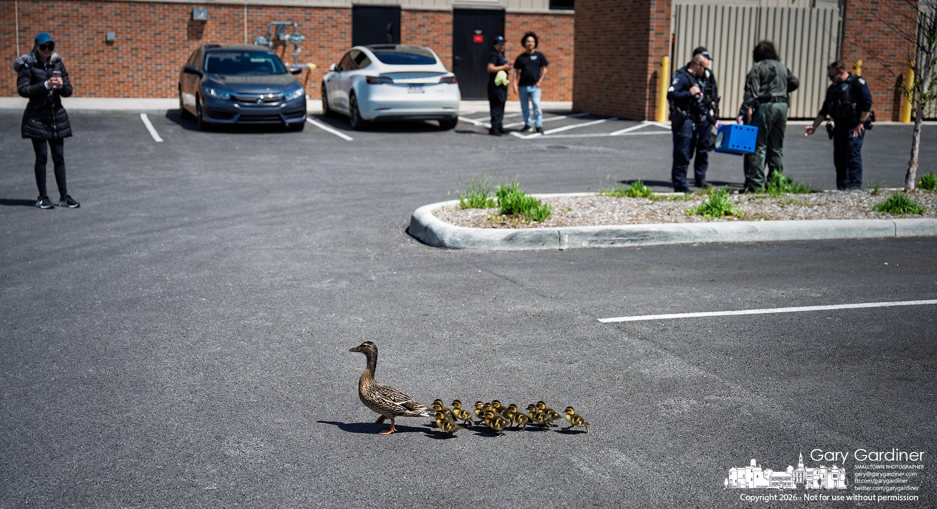 A female mallard leads her 12 ducklings across a parking lot while police and the Westerville animal control officer who rescued them from a parking lot grate stand nearby. (My Final Photo for May 3, 2026, by Gary Gardiner)