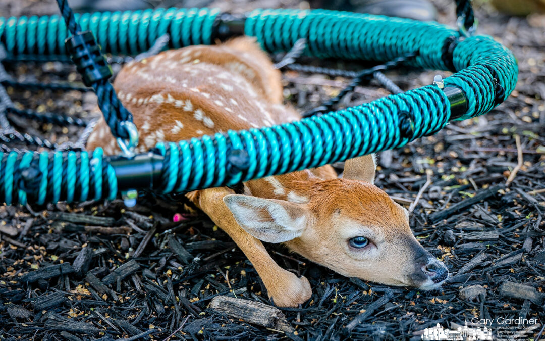 Backyard Dangers For Young Deer