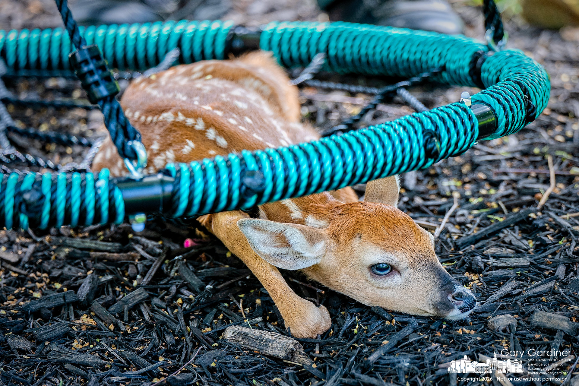 A fawn left by its mother in a Bigham Ridge backyard is stuck in the netting of a saucer swing before being rescued by the Westerville Animal Control Officer, who left it nearby for the mother's return. (My Final Photo for May 21, 2026. Photo by Gary Gardiner)