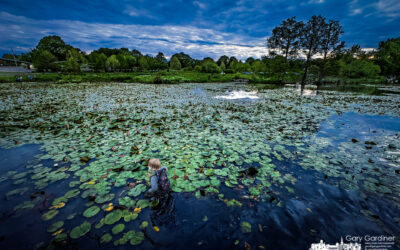 Wetlands Wanderings