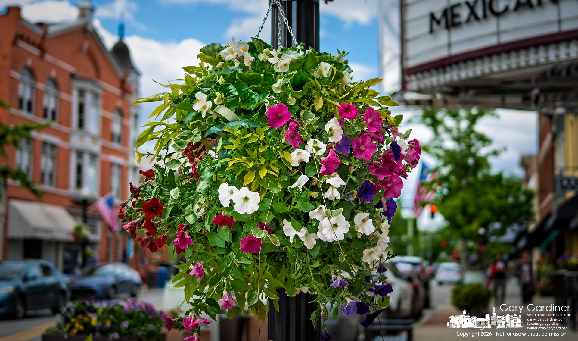 Summer's hanging baskets of petunias, begonias, and sweet potato vines were installed on Thursday, along with a variegated periwinkle vine, new to the baskets this year. (My Final Photo for May 14, 2026. Photo by Gary Gardiner)