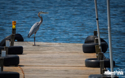 No Fishing From The Dock!