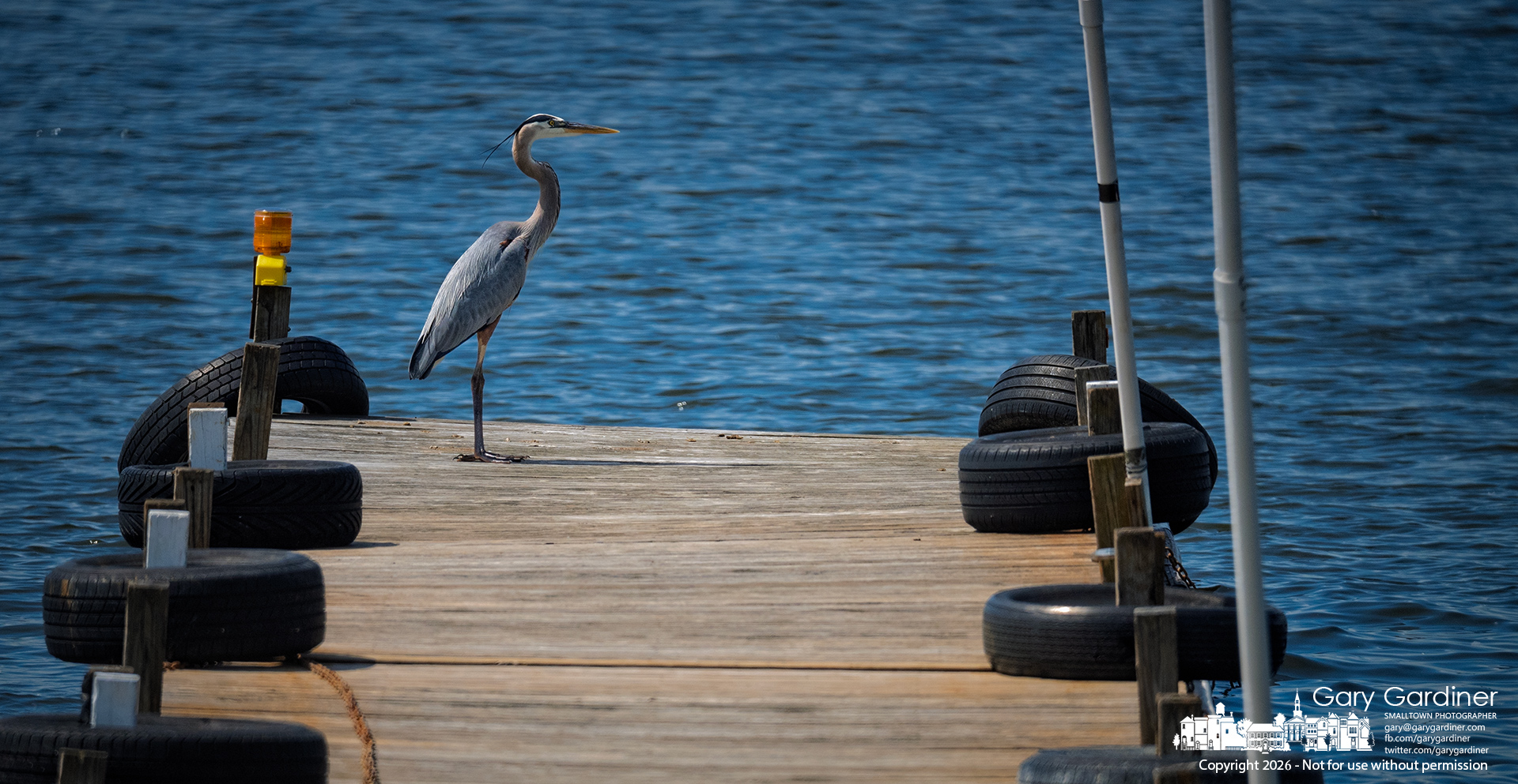 A blue heron stands at the end of the Hoover Sailing Club dock as members enjoy the deeper waters of the lake, seemingly hoping that fewer people and boats nearby will make it easier to find a quick meal. (My Final Photo for May 25, 2026. Photo by Gary Gardiner)