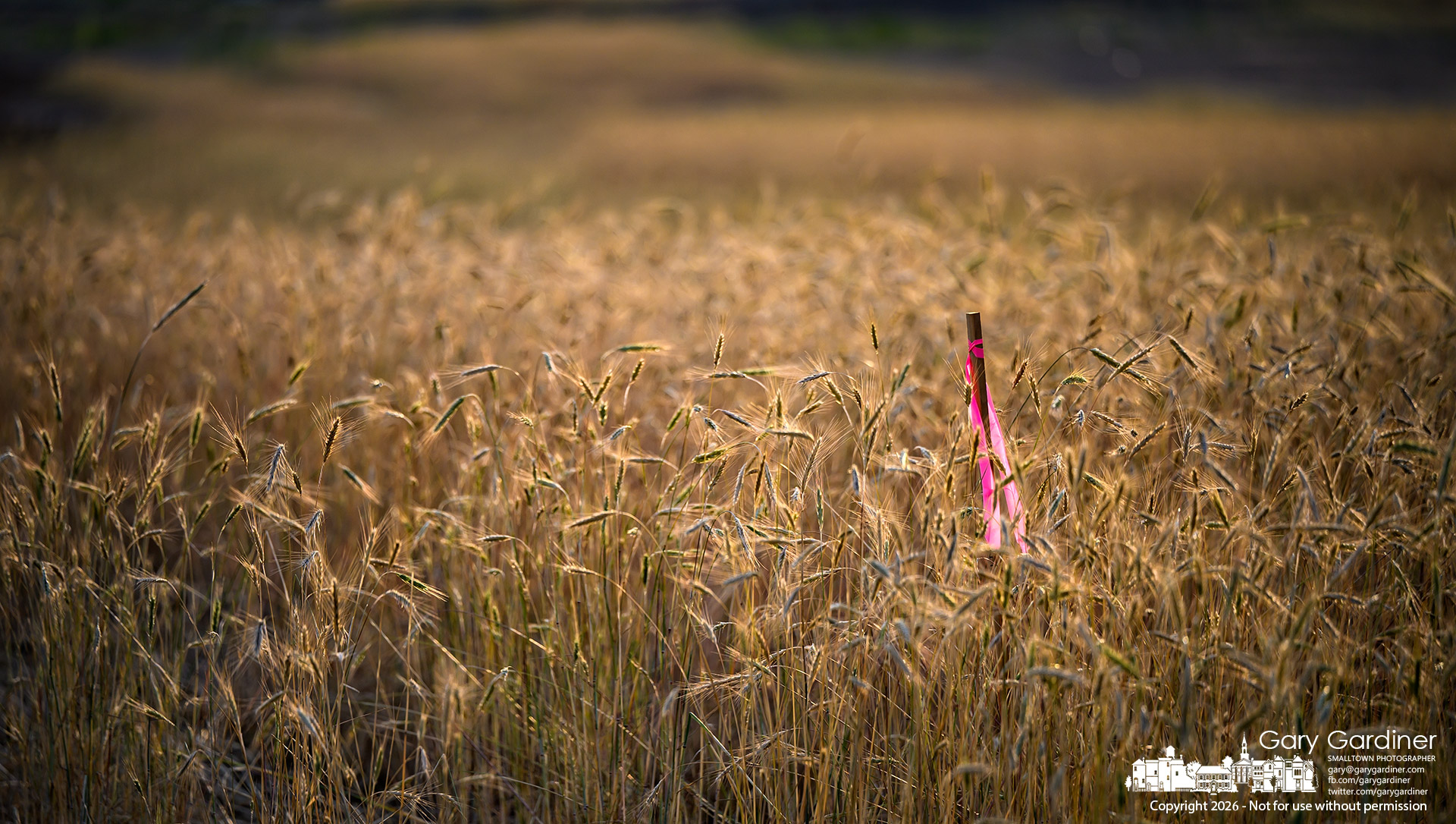 A survey marker for a conduit being laid at East of Africa sits in a hayfield near the new road connecting the project to Africa Road. My Final Photo for June 24, 2026. Photo by Gary Gardiner)