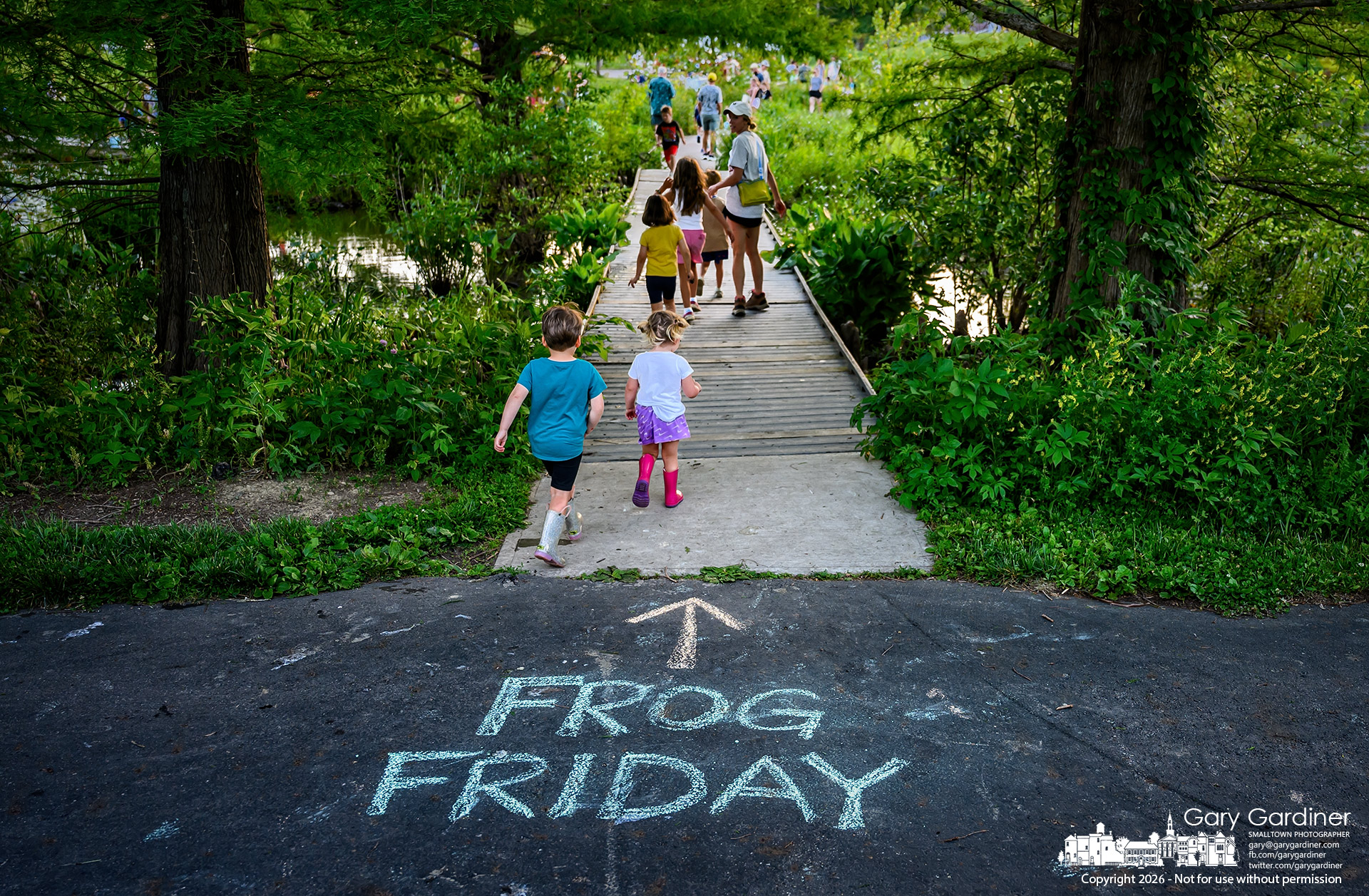 A trail of youngsters follows the sign and crosses the walkway into the Highlands wetlands for another Frog Friday, where everyone gets to wade through the swampy thicket searching for amphibians. (My Final Photo for June 5, 2026. Photo by Gary Gardiner)