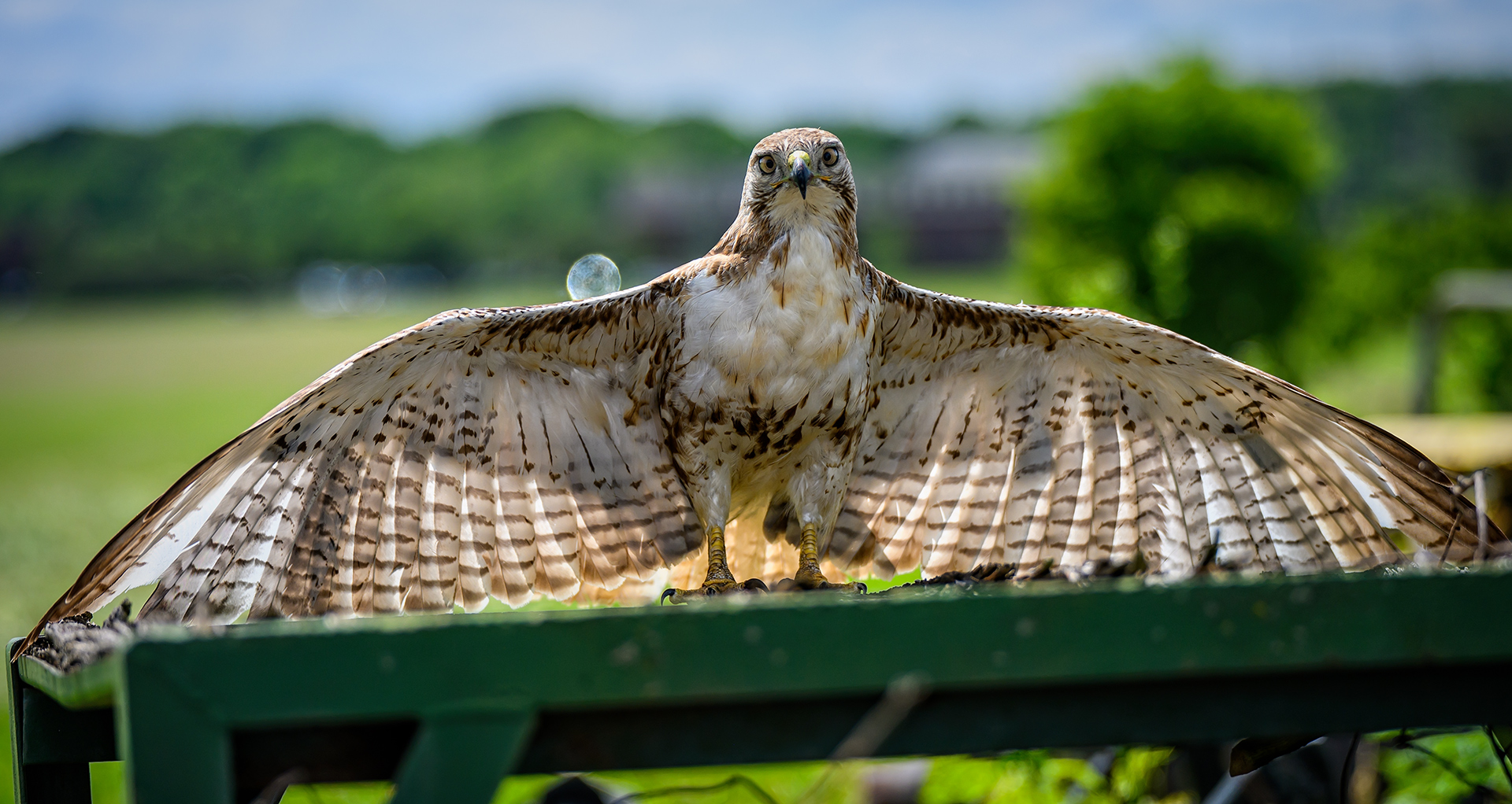 A juvenile red-tailed hawk spreads its wings after hunting small animals flushed from a hayfield during cutting. The hawk assumed the defensive posture after vultures appeared overhead. (My Final Photo for June 2, 2026. Photo by Gary Gardiner) 