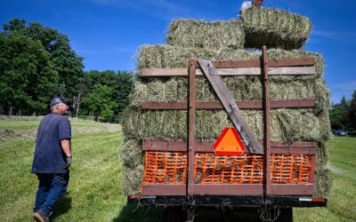 A Little Farm Help