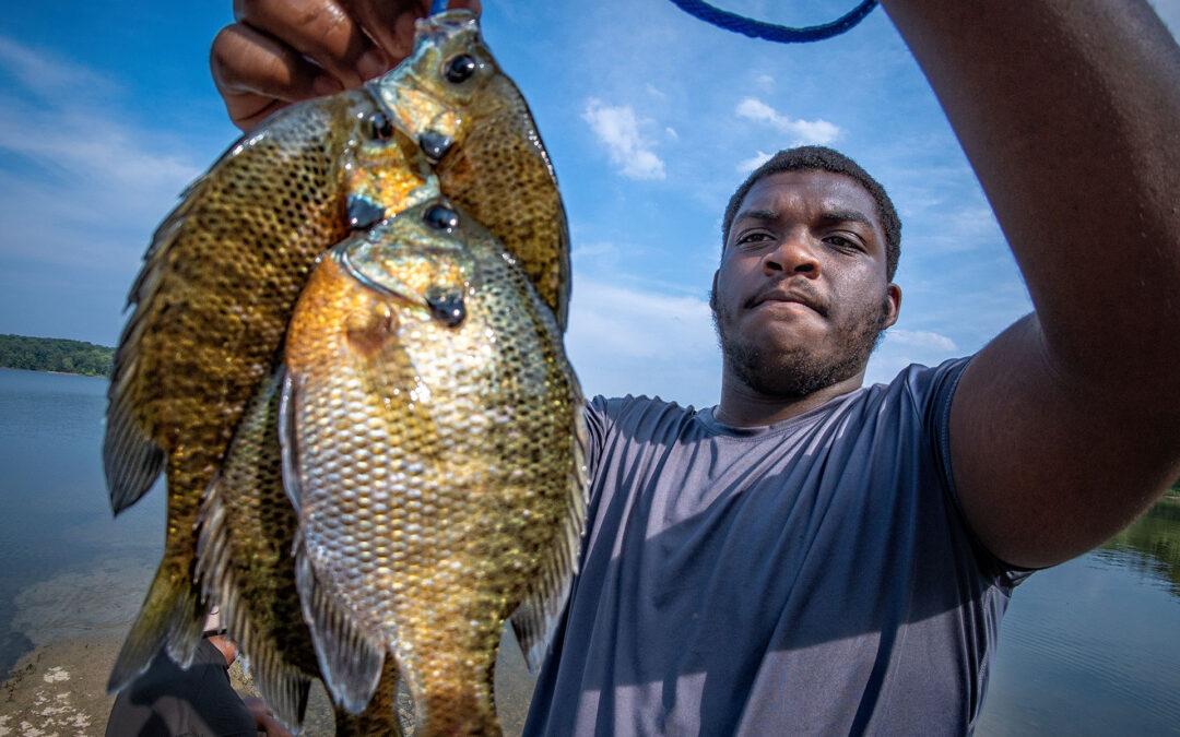 Bluegill Beauties