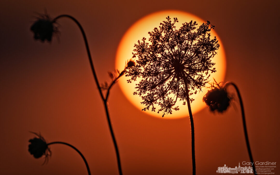 Laced Sunset