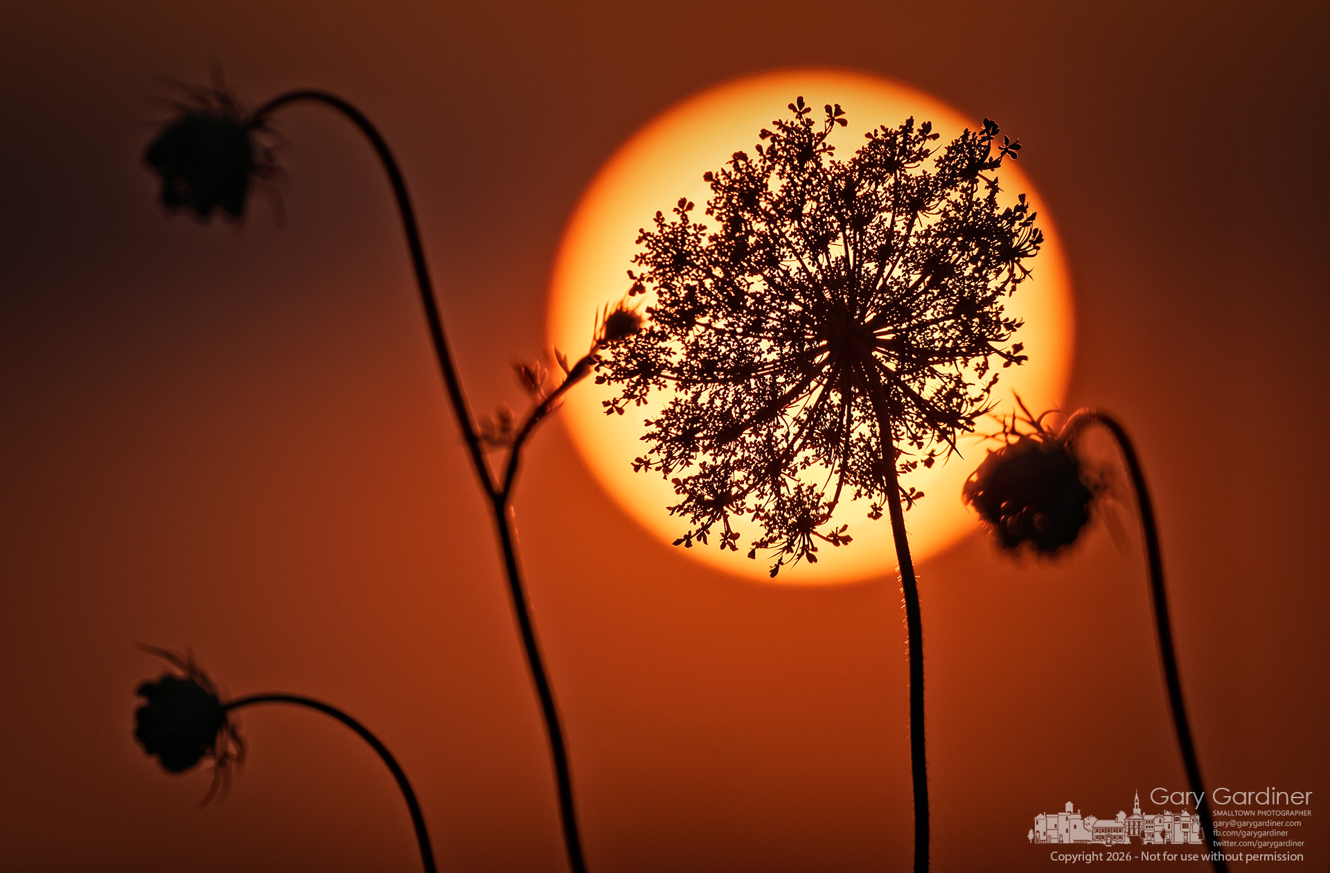 A Queen Anne's Lace blossom in the Yarnell Farm hay field is silhouetted against the setting sun. (My Final Photo forJuly 24, 2026. Photo by Gary Gardiner)