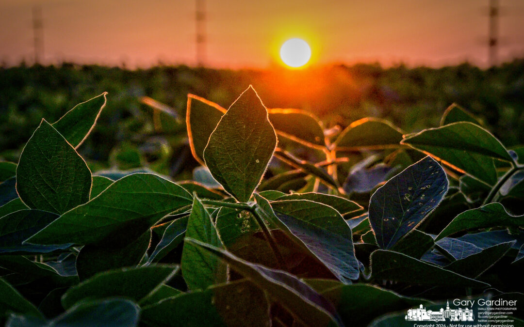 Sunset Soybeans